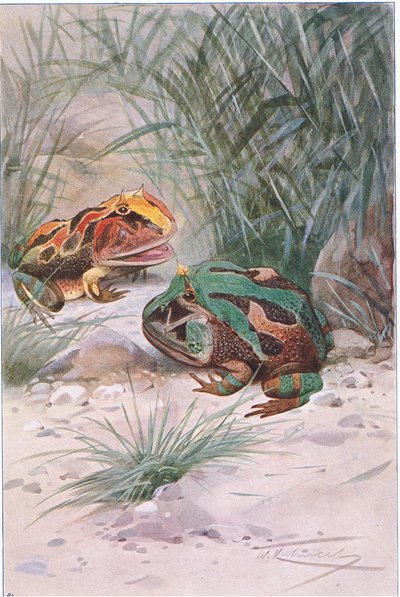 Horned Frog, från Wildlife of the World publicerad av Frederick Warne & Co, c.1900 av Wilhelm Kuhnert