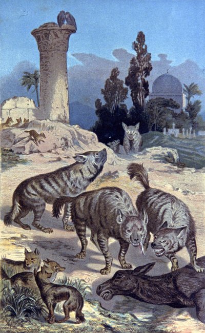 Hyena av Wilhelm Kuhnert