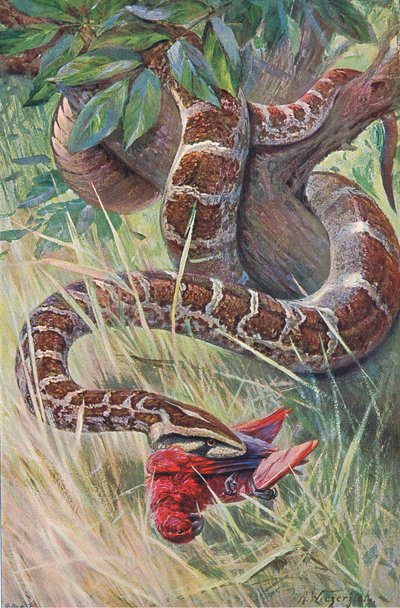Indian Python, från Wildlife of the World publicerad av Frederick Warne & Co, c.1900 av Wilhelm Kuhnert