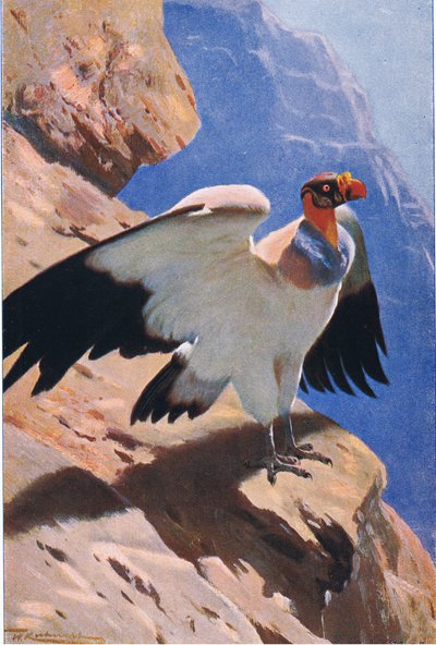 King Vulture, från Wildlife of the World publicerad av Frederick Warne & Co, c.1900 av Wilhelm Kuhnert