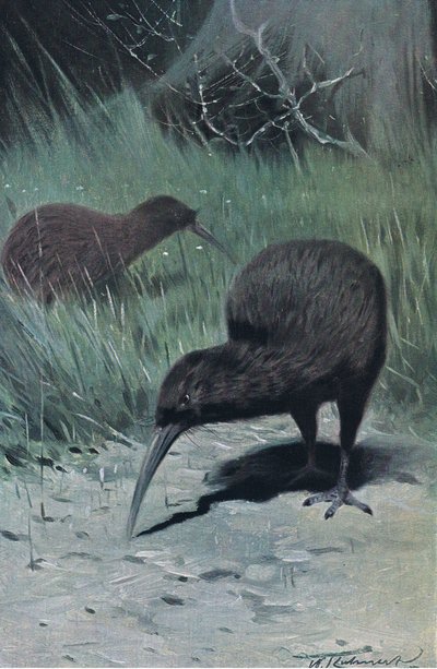 Kiwi, illustration från Wildlife of the World, c.1910 av Wilhelm Kuhnert