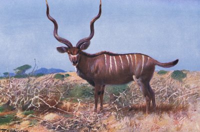 Kudu, illustration från Wildlife of the World, c.1910 av Wilhelm Kuhnert