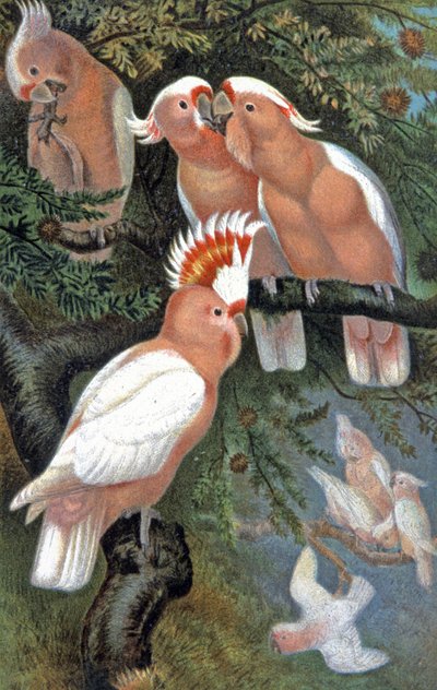 Leadbeaters kakadua, ca 1910 (illustration) av Wilhelm Kuhnert