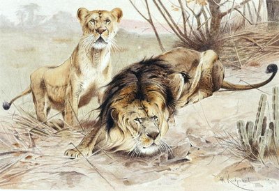 Lejon, tallrik från "Brehms Tierleben: Allgemeine Kunde des Tierreichs", vol.1, s.453, utgiven av Bibliographisches Institut av Wilhelm Kuhnert
