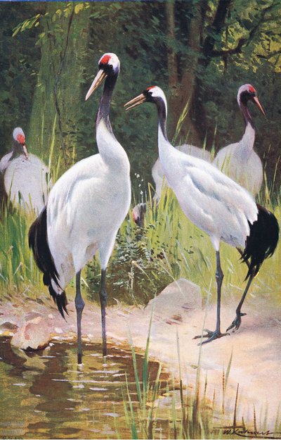 Manchurian Crane, från Wildlife of the World publicerad av Frederick Warne & Co, ca 1900 av Wilhelm Kuhnert