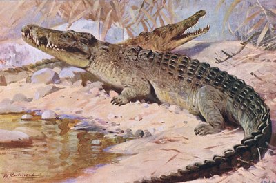 Nile Crocodile, illustration från Wildlife of the World, c.1910 av Wilhelm Kuhnert