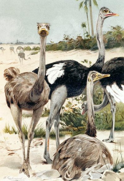 Struts, tallrik från "Brehms Tierleben: Allgemeine Kunde des Tierreichs", vol.6, s.691, utgiven av Bibliographisches Institut av Wilhelm Kuhnert