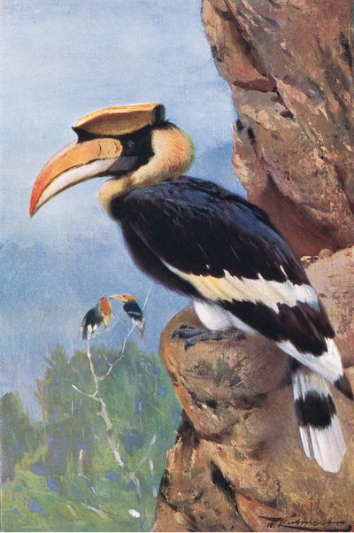 Pied Hornbill, från Wildlife of the World publicerad av Frederick Warne & Co, c.1900 av Wilhelm Kuhnert