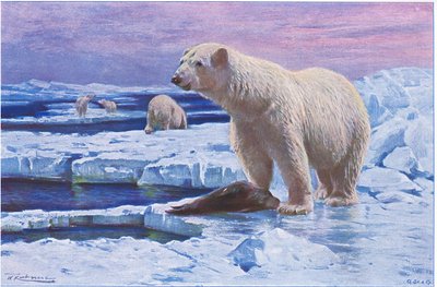 Isbjörn, från Wildlife of the World publicerad av Frederick Warne & Co, ca 1900 av Wilhelm Kuhnert