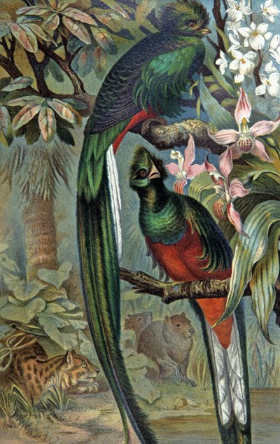Quetzal strålande, ca 1910 (illustration) av Wilhelm Kuhnert