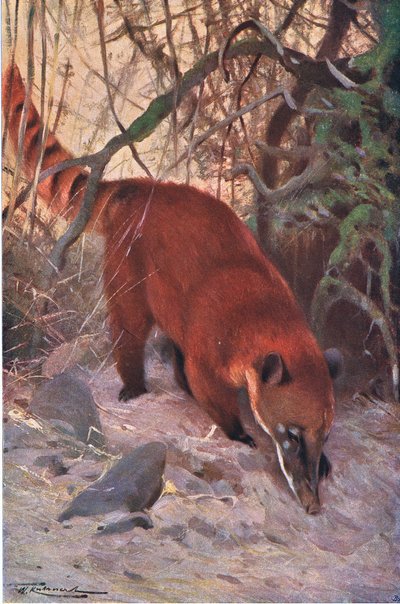 Red Coati, från Wildlife of the World publicerad av Frederick Warne & Co, c.1900 av Wilhelm Kuhnert