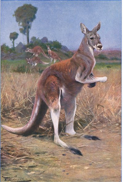 Röd känguru, illustration från Wildlife of the World, c.1910 av Wilhelm Kuhnert
