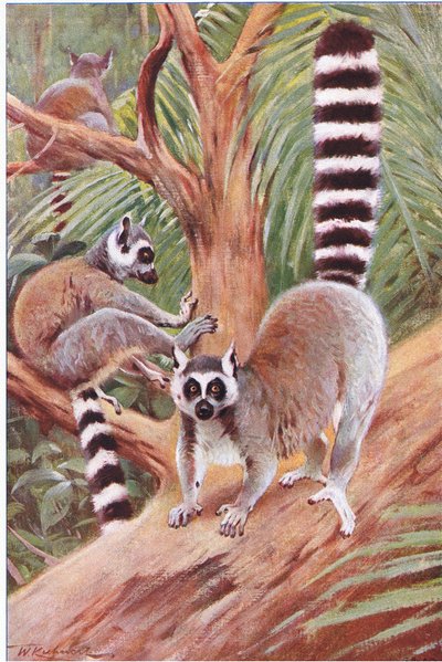 Ringsvanslemur, illustration från Wildlife of the World, c.1910 av Wilhelm Kuhnert