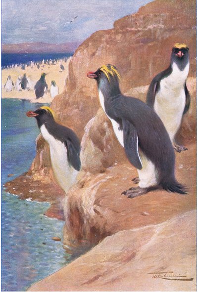 Rock Penguin, illustration från Wildlife of the World, c.1910 av Wilhelm Kuhnert