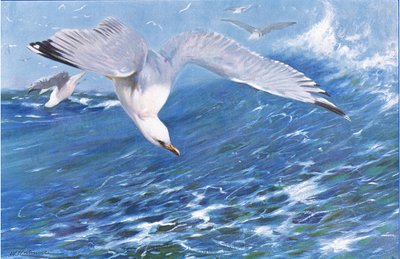 Silver Gull, från Wildlife of the World publicerad av Frederick Warne & Co, c.1900 av Wilhelm Kuhnert
