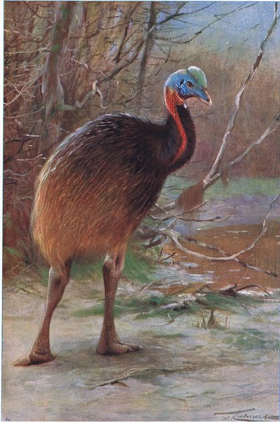 Single Wattled Cassowary, illustration från Wildlife of the World, c.1910 av Wilhelm Kuhnert