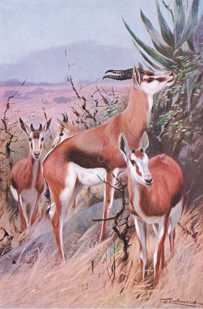 Springbok, illustration från Wildlife of the World, c.1910 av Wilhelm Kuhnert