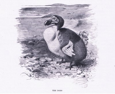The Dodo, illustration från Wildlife of the World, c.1910 av Wilhelm Kuhnert