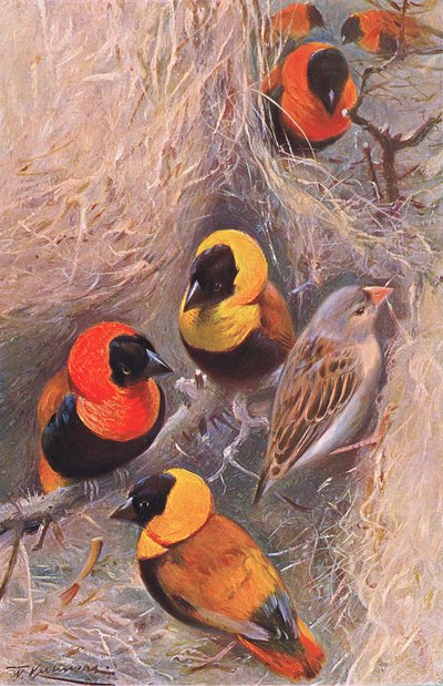 Weaver Birds, illustration från Wildlife of the World, c.1910 av Wilhelm Kuhnert
