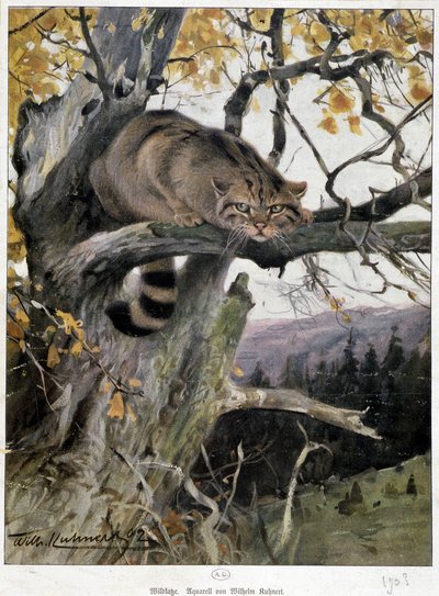 Vildkatt - Akvarell av Wilhelm Ruhnert av Wilhelm Kuhnert