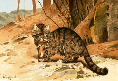 Vild katt av Wilhelm Kuhnert