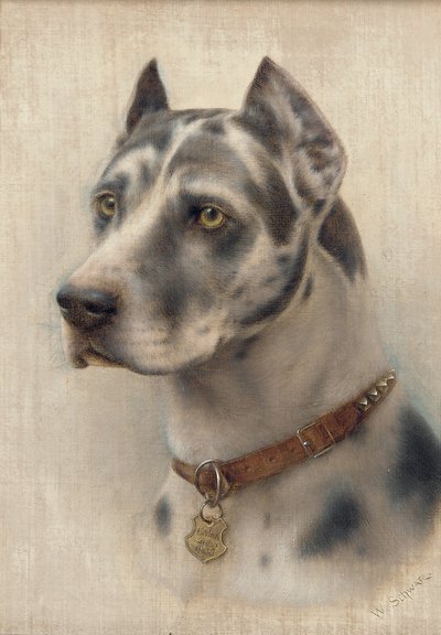 The Head of a Doberman (olja på duk) av Wilhelm Schwar