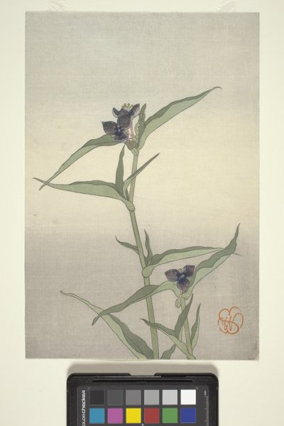 Flower Study, c.1908 (träblock i färg) av Wilhelmina Seegmiller