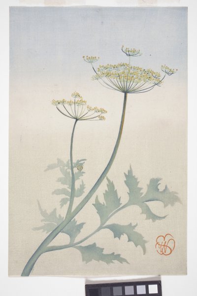 アン女王のレース、1908年頃（色木版画）スウェーデン語 av Wilhelmina Seegmiller