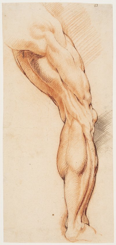 Anatomiska studier (écorché). En mans flådda högerben sett bakifrån, vänt åt höger av Willem Panneels