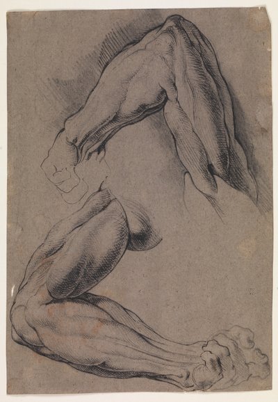 Anatomiska studier (écorché). Två studier av en mans flätade vänstra arm av Willem Panneels