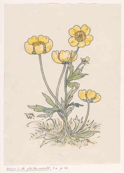 Smörblommor av Ludwig Willem Reymert Wenckebach