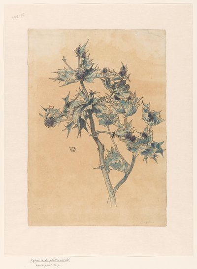 tistlar av Ludwig Willem Reymert Wenckebach