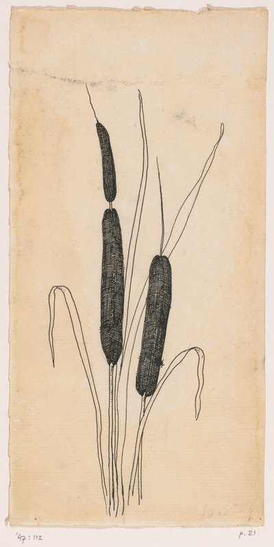 starr av Willem Wenckebach