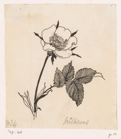 Vild ros av Willem Wenckebach