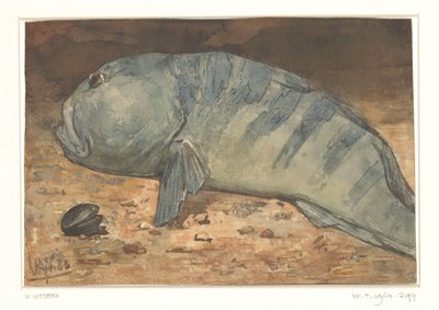 Sidovy av en fisk av Willem Arnoldus Witsen