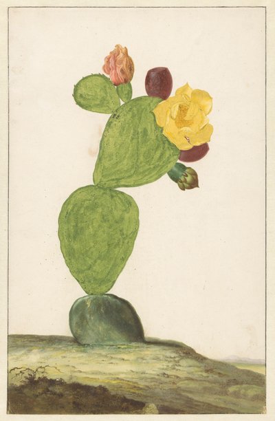 Prickly Pear i blom av Willem de Heer