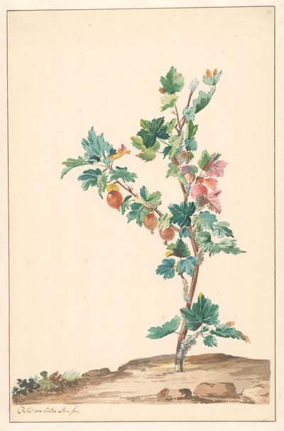 Ett krusbär i ett landskap av Willem van Leen (attributed to)