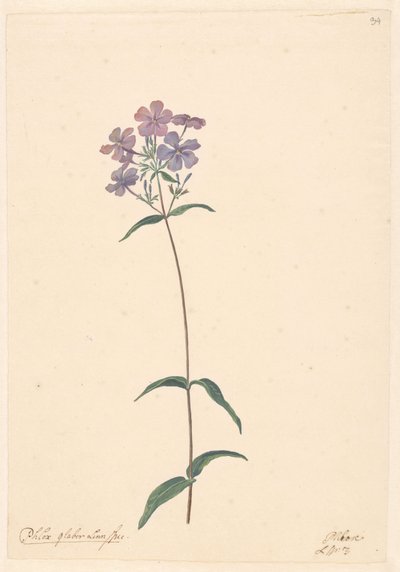 En gren av en flox av Willem van Leen (attributed to)