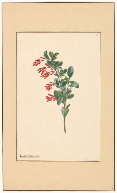 Gren av en berberis av Willem van Leen (attributed to)