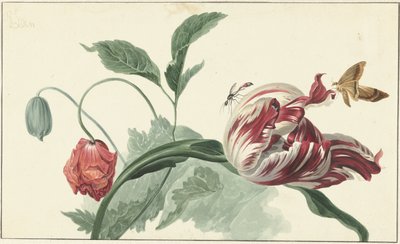 Tulpan och en vallmo av Willem van Leen (attributed to)