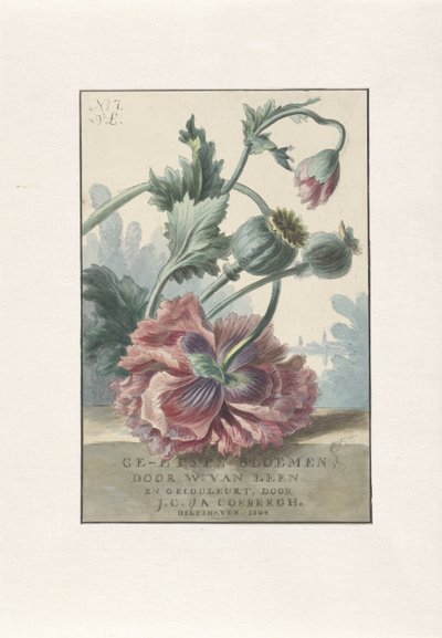 vallmo Titeltryck för: W. van Leen och J.C. & JA. Coebergh, Etsade blommor, 1804 av Willem van Leen