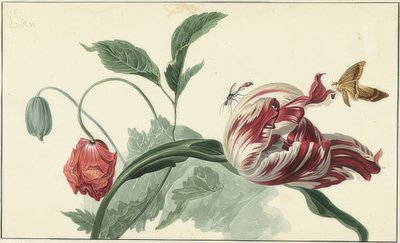 Tulpan och vallmo av Willem van Leen