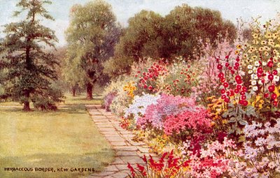 Örtartad gräns, Kew Gardens av William Affleck Carruthers