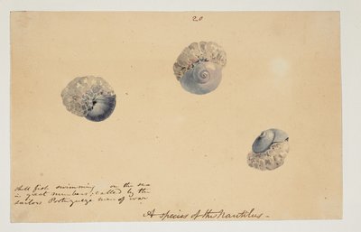 WD 961 f.20 av William Alexander