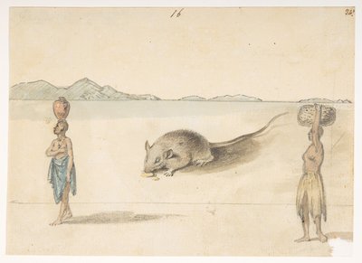 f.3 16 Mus. Invånare troligen i St. Jago. På baksidan: bläckfisk. "Buken av samma fisk. Skissen märkt F tillhör denna.’  från ett album med 372 teckningar av landskap, kustlinjer, kostymer och vardagsliv gjorda under Lord Macartneys ambassad till av William Alexander