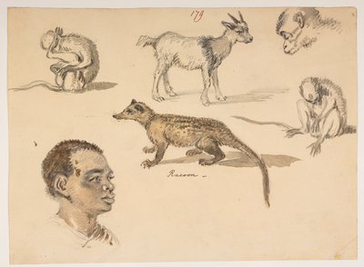 f.65 179 Människohuvud, tvättbjörn, get och apor, från ett album med 372 teckningar av landskap, kustlinjer, kostymer och vardagsliv gjorda under Lord Macartneys ambassad till kejsaren av Kina, mellan 1792 och 1794 (penna och akvarell på papper) av William Alexander