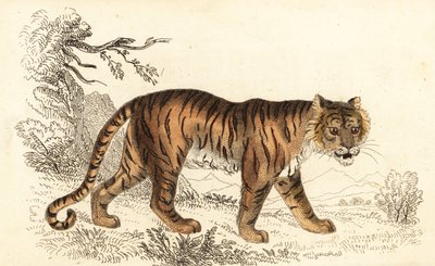 Bengalisk tiger, Panthera tigris tigris., 1834 (gravyr) av William Alexander Forbes