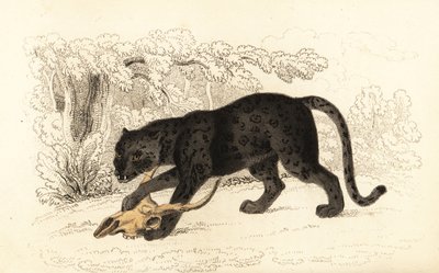 Svart jaguar, Fanthera pardus., 1834 (gravyr) av William Alexander Forbes
