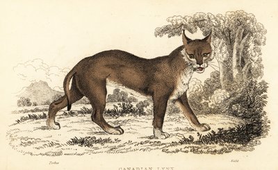 Kanadensiskt lodjur, Lynx canadensis., 1834 (gravyr) av William Alexander Forbes