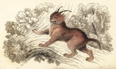 Caracal, Caracal Caracal., 1834 (gravyr) av William Alexander Forbes